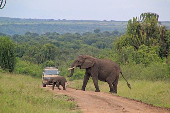 Murchison Falls National Park